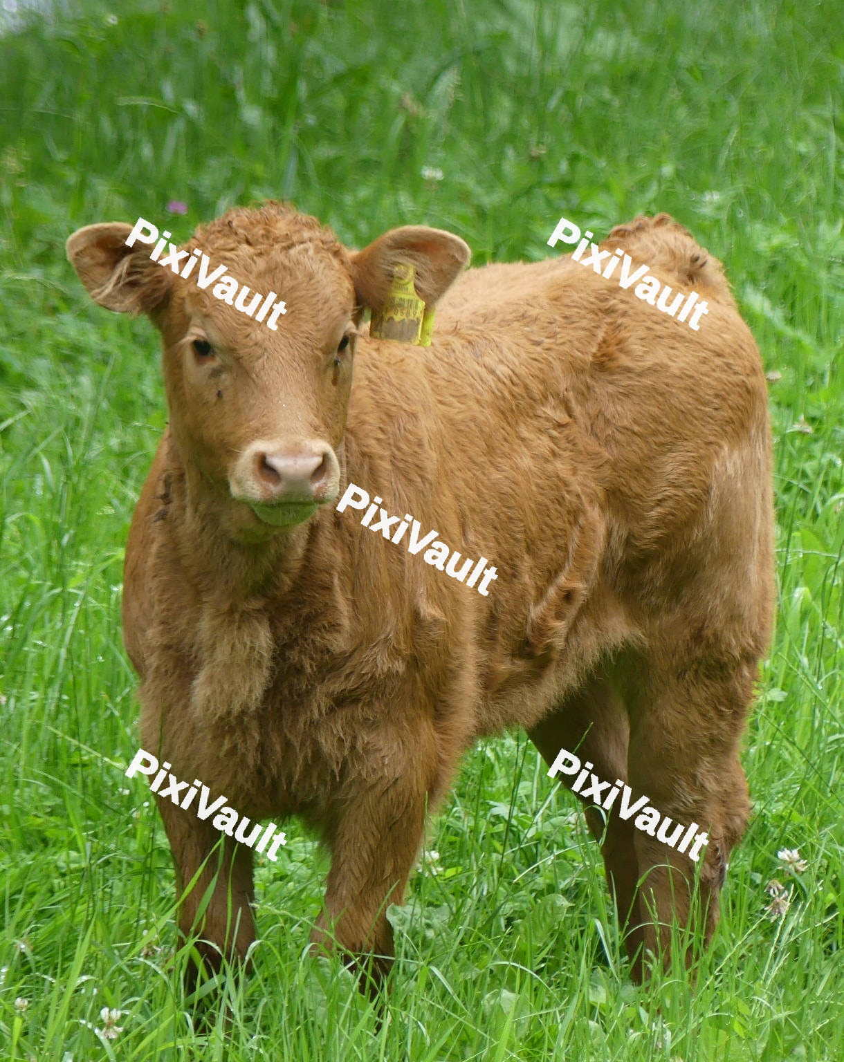 Brown Calf